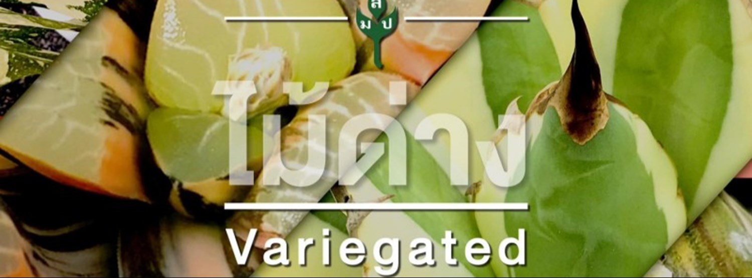 Thailand Variegated Plants Market Fair 2022 Zipevent